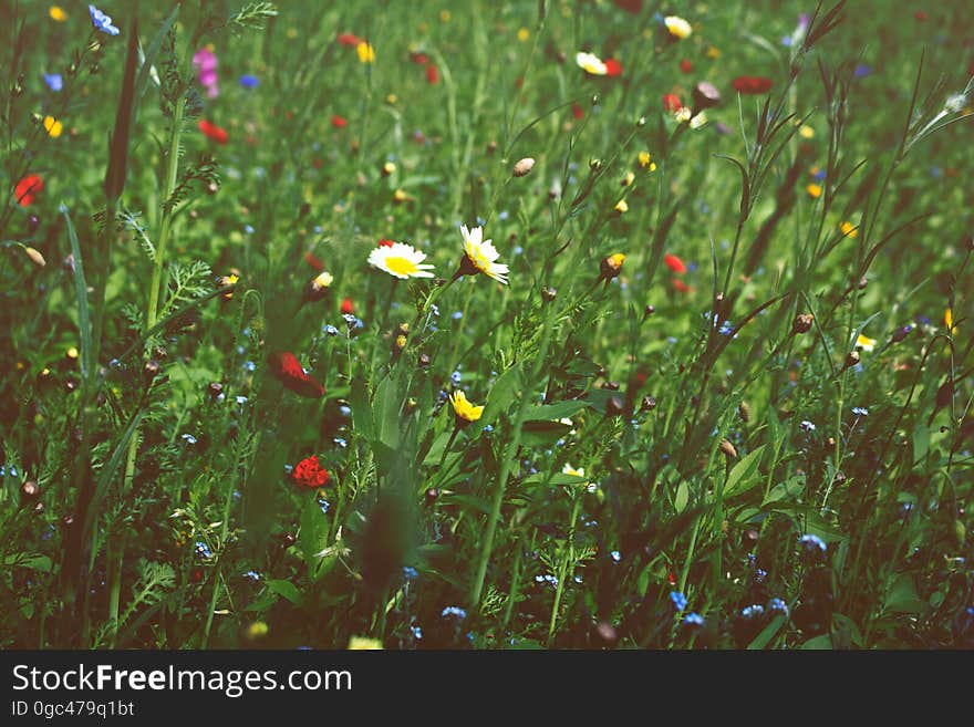 A meadow with wild flowers in bloom in the summer. A meadow with wild flowers in bloom in the summer.