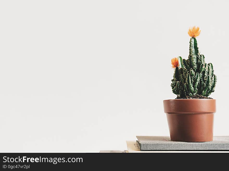 A cactus with flowers in an earthenware pot. A cactus with flowers in an earthenware pot.