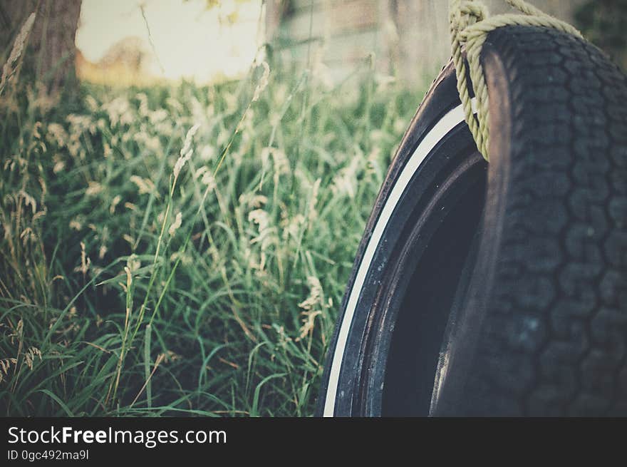 A tire swing hanging from a tree in the summer.