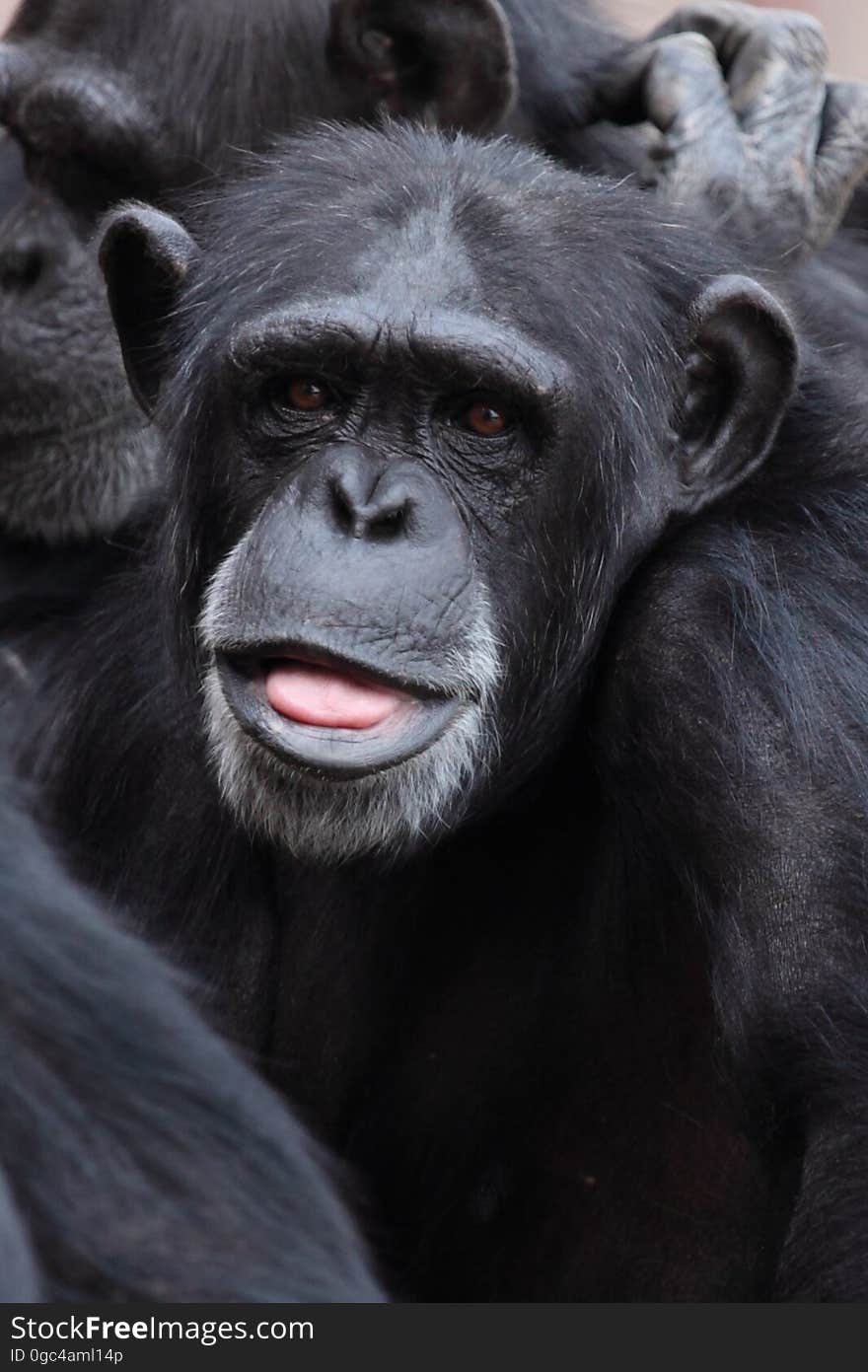 Black Chimpanzee