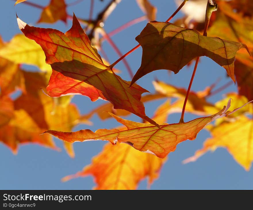 Maple Leaf, Leaf, Autumn, Deciduous