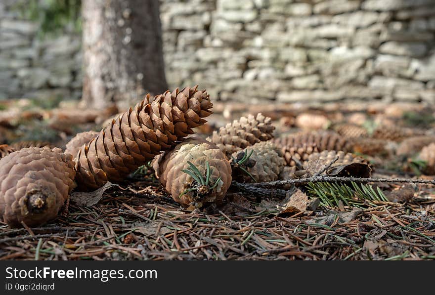 Fir cones lying on the ground against the wall