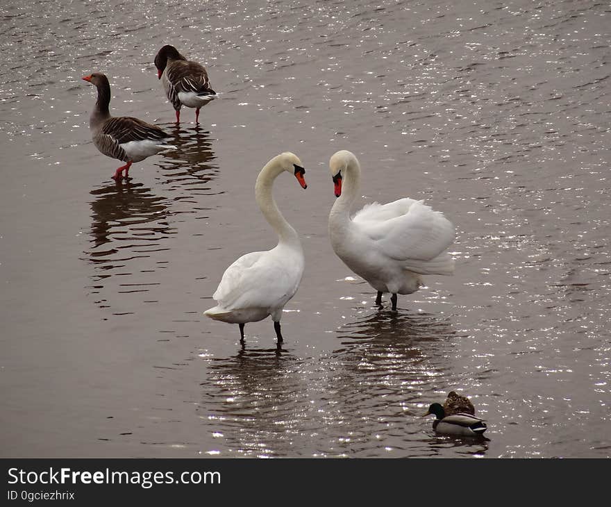 The swan swarm at the Blue Wonder Dresden. They have two swans more from the Carolasee. But they became lesser. The swan swarm at the Blue Wonder Dresden. They have two swans more from the Carolasee. But they became lesser.