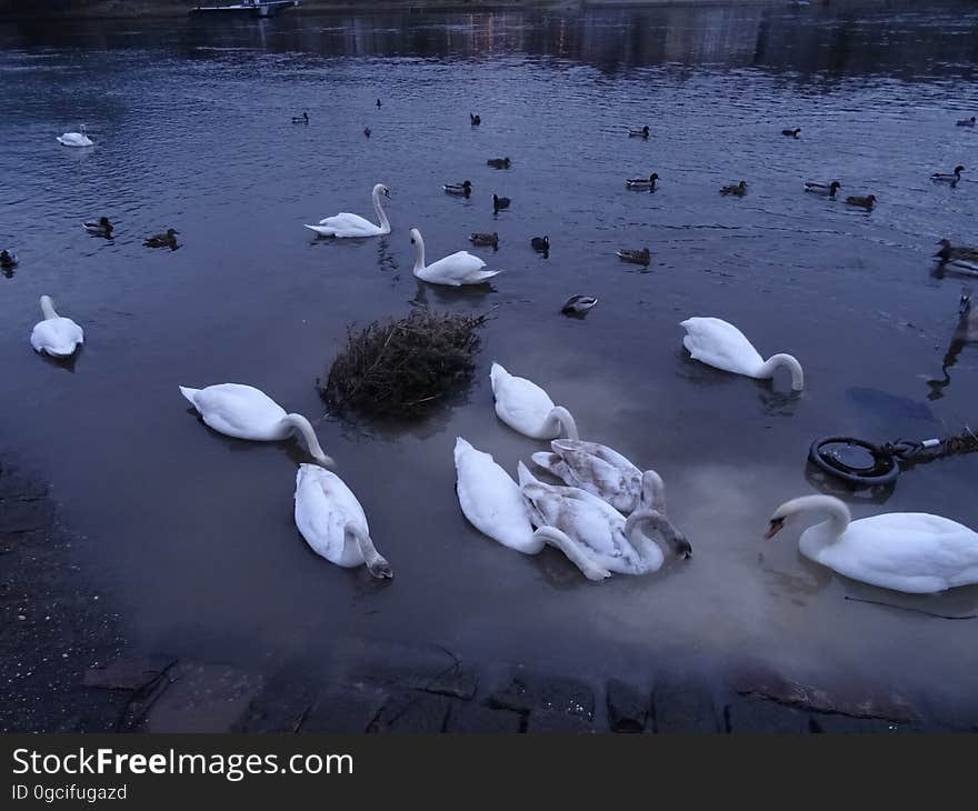 The swan swarm at the Blue Wonder Dresden. They have two swans more from the Carolasee. But they became lesser. The swan swarm at the Blue Wonder Dresden. They have two swans more from the Carolasee. But they became lesser.