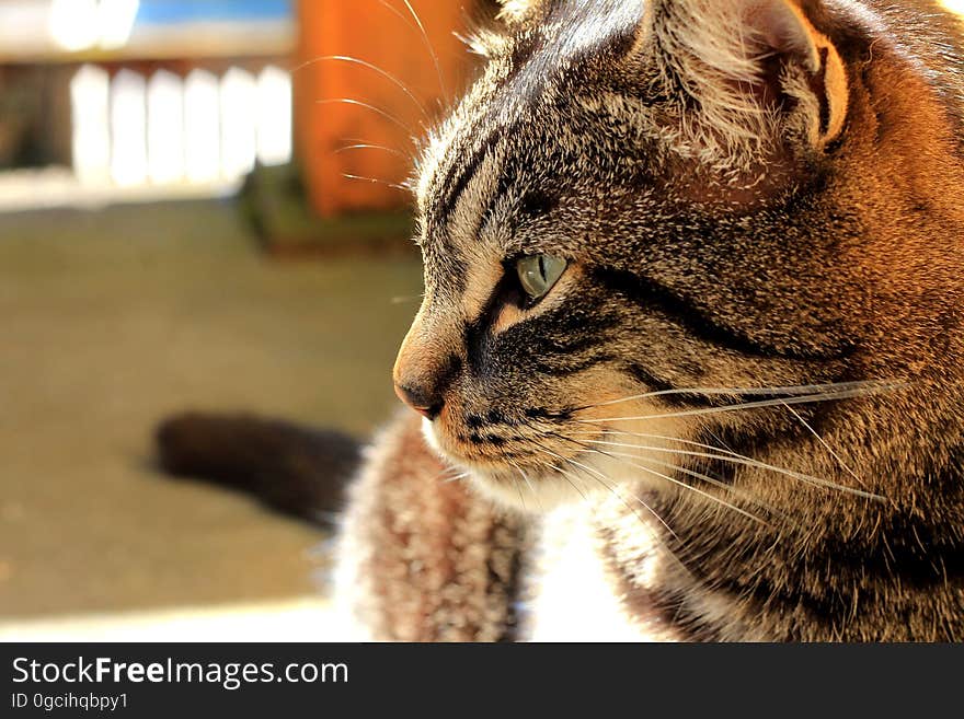 Portrait of domestic short haired cat indoors. Portrait of domestic short haired cat indoors.