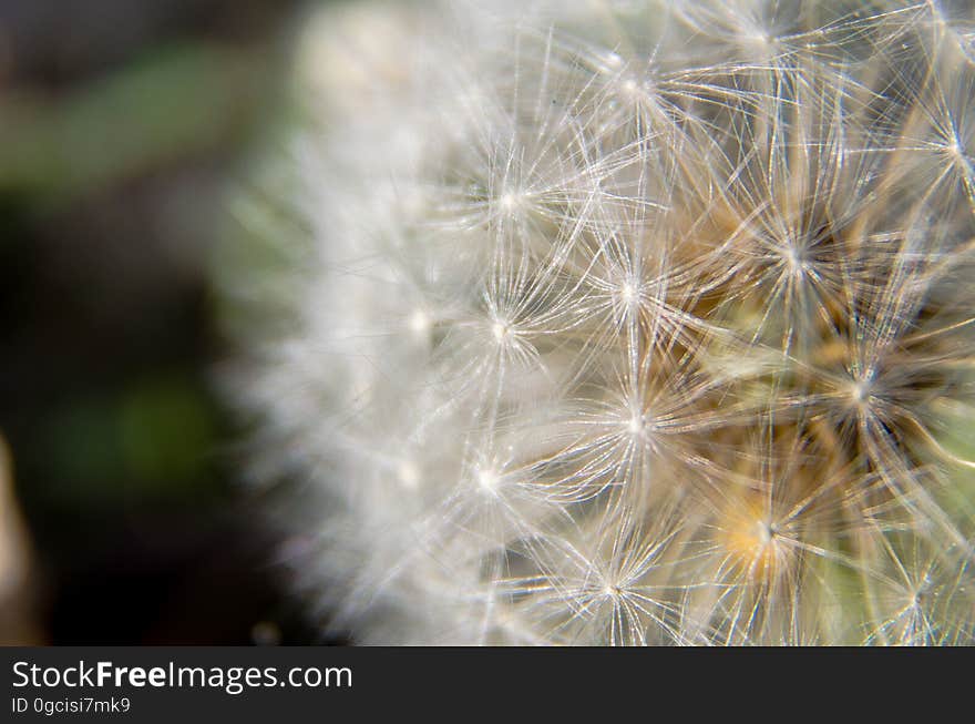 Dandelion after the yellow flower fades this so called 'clock' comes and which is source of vector borne dandelion seeds and by which children 'tell the time'. Dandelion after the yellow flower fades this so called 'clock' comes and which is source of vector borne dandelion seeds and by which children 'tell the time'.