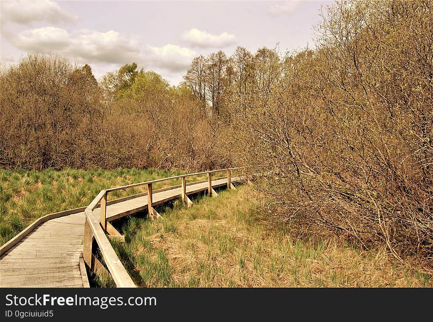 A wooden boardwalk that goes around a forest. A wooden boardwalk that goes around a forest.