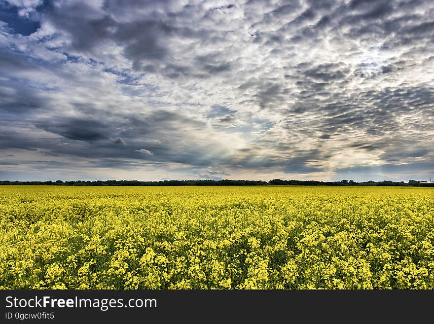 A field of blooming rapeseed plants.