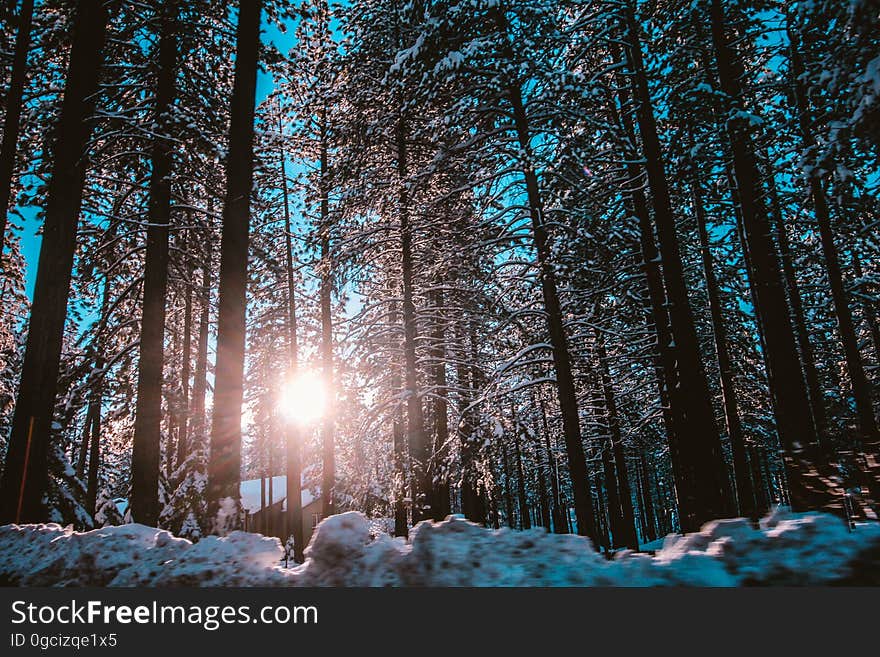 Winter snow piled up at the roadside and with the sun seen rising through fir trees in the forest, blue sky. Winter snow piled up at the roadside and with the sun seen rising through fir trees in the forest, blue sky.