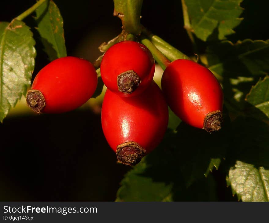 Rose Hip, Fruit, Natural Foods, Plant