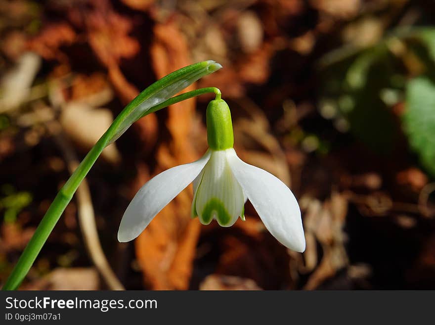 Flower, Galanthus, Plant, Flora