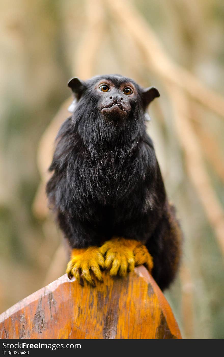 Red-handed tamarin