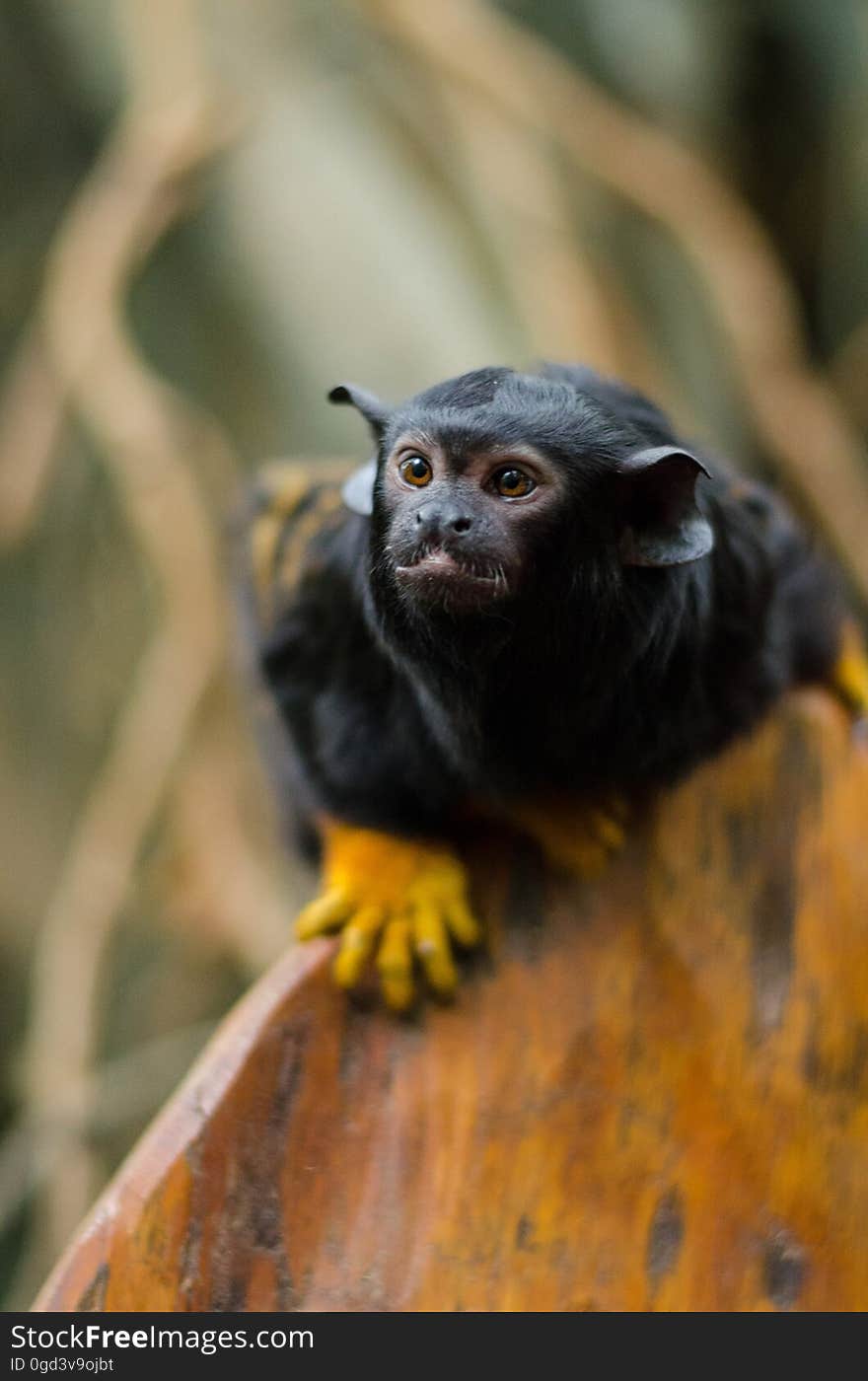 Red-handed tamarin