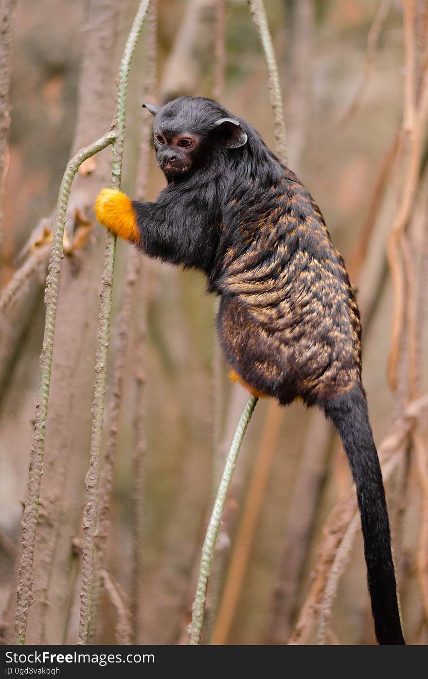 Red-handed tamarin