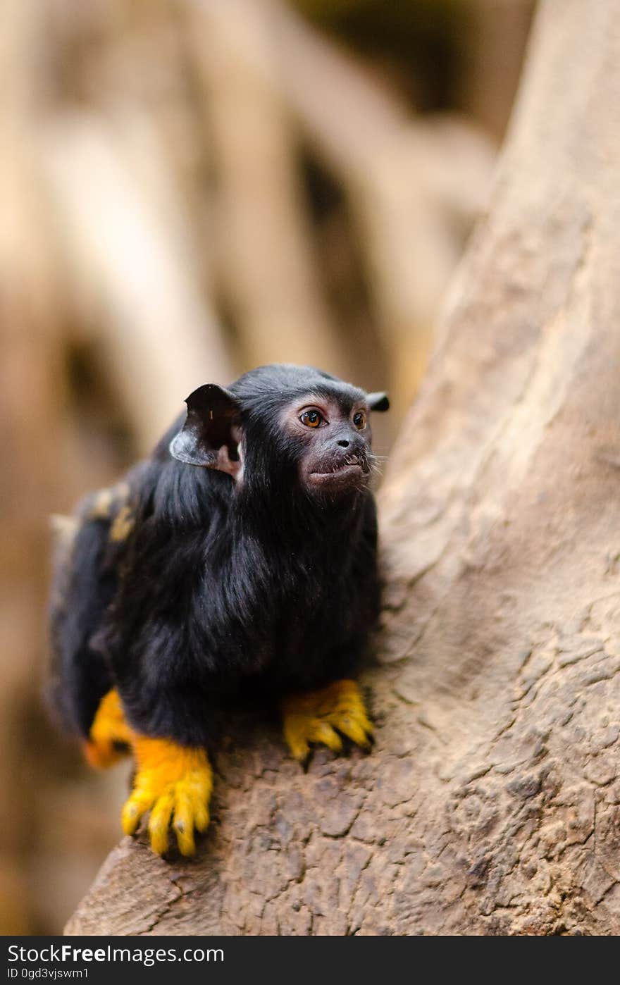 Red-handed tamarin