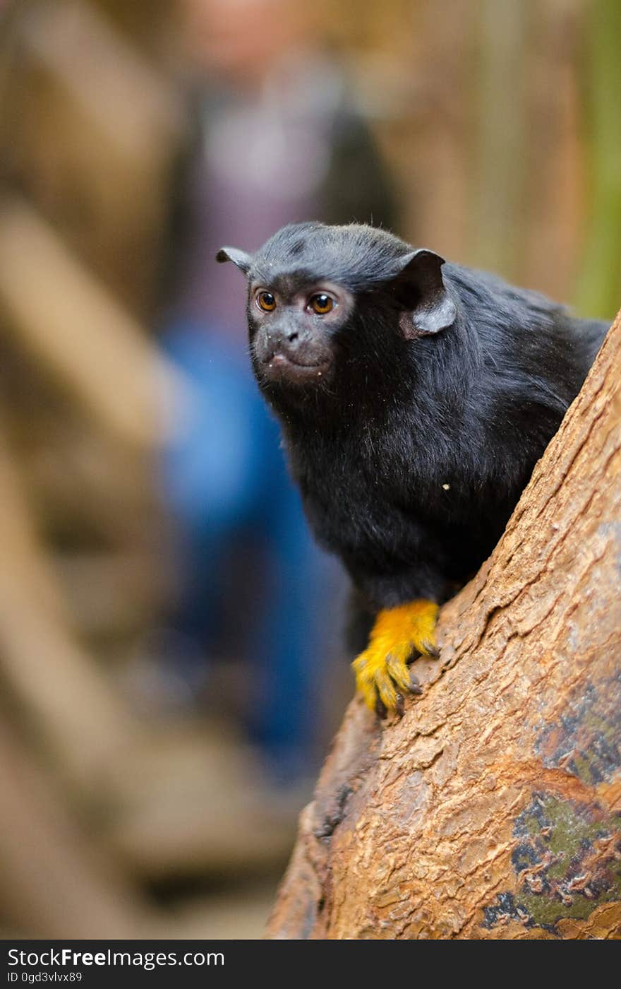 Red-handed tamarin