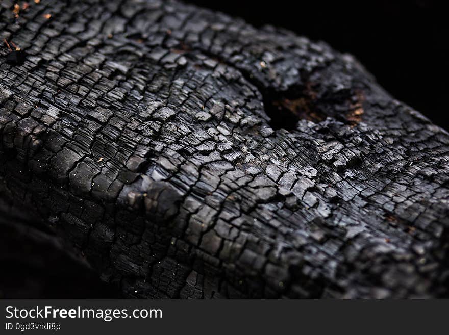 Burnt trunk