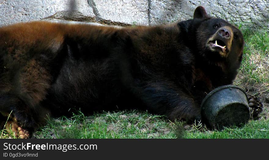 One of Baylor&#x27;s two live bears on campus. One of Baylor&#x27;s two live bears on campus.