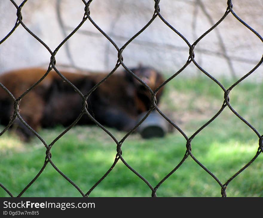 Bear, caged in.