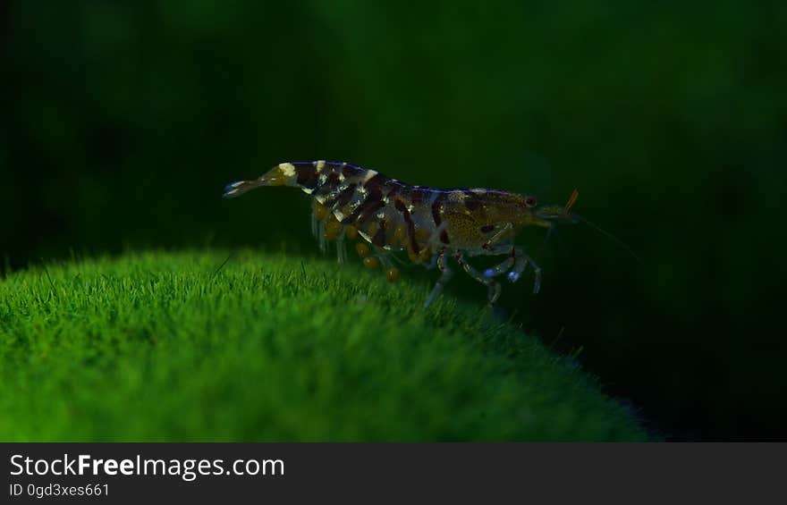 Arthropod, Insect, Beak, Terrestrial animal, Natural landscape, Plant