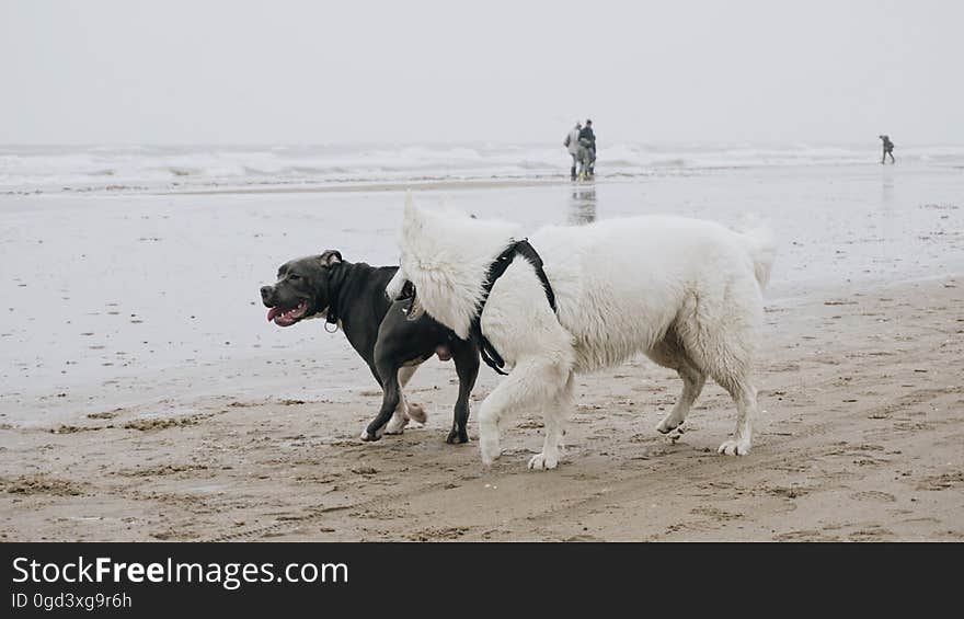 Water, Dog, Dog breed, Working animal, Sky, Carnivore