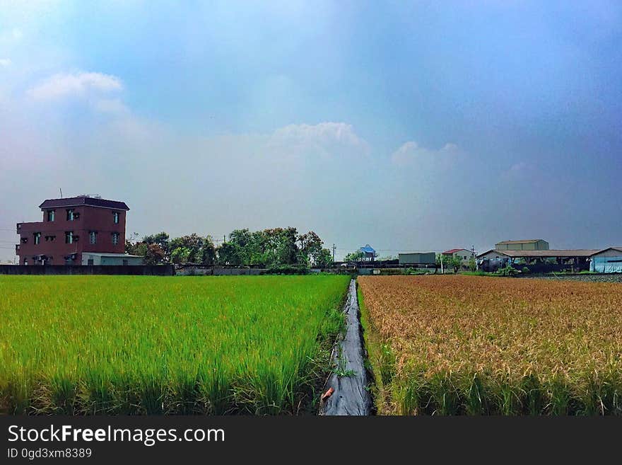 63/365 Color rice paddy