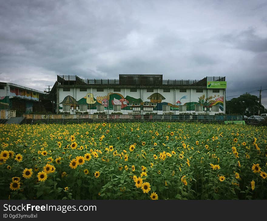 62/365 Flower field,