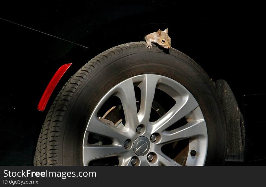 Some squirrels find themselves not inside but upon wheels. :-&#x29; . This may not look safe. But that&#x27;s what free squirrels do from time to time. Some squirrels find themselves not inside but upon wheels. :-&#x29; . This may not look safe. But that&#x27;s what free squirrels do from time to time.