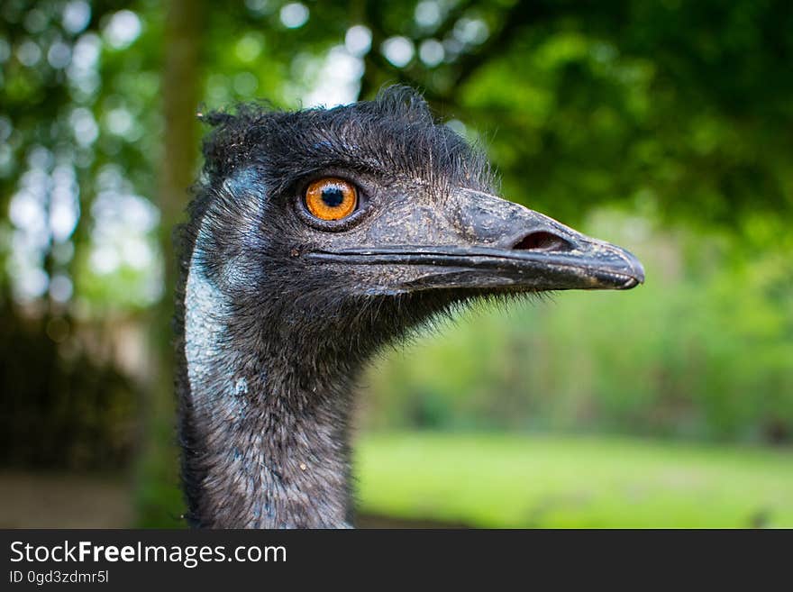 Portrait of a very photogenic Emu.