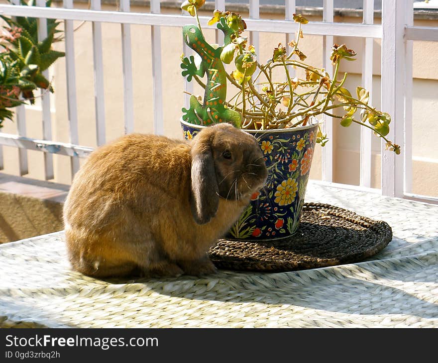 After 3 years Chewy finally figured out how to jump on the main table outside... I guess we can&#x27;t put plants on there anymore either. After 3 years Chewy finally figured out how to jump on the main table outside... I guess we can&#x27;t put plants on there anymore either.