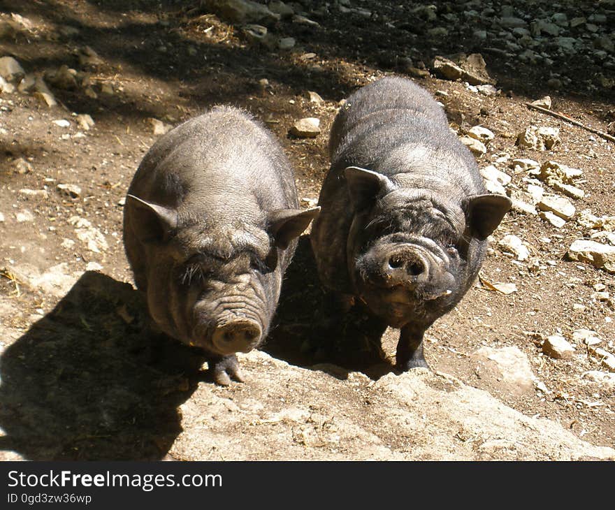 Pigs posing for the picture. :&#x29;. Pigs posing for the picture. :&#x29;