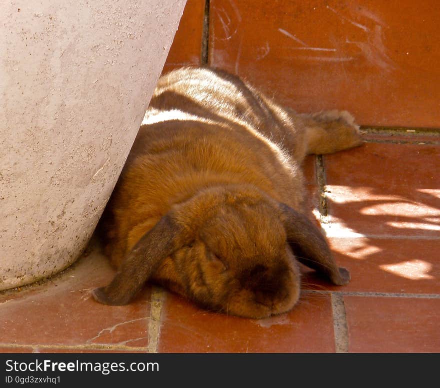 Chewy sleeping in the shades. Chewy sleeping in the shades.