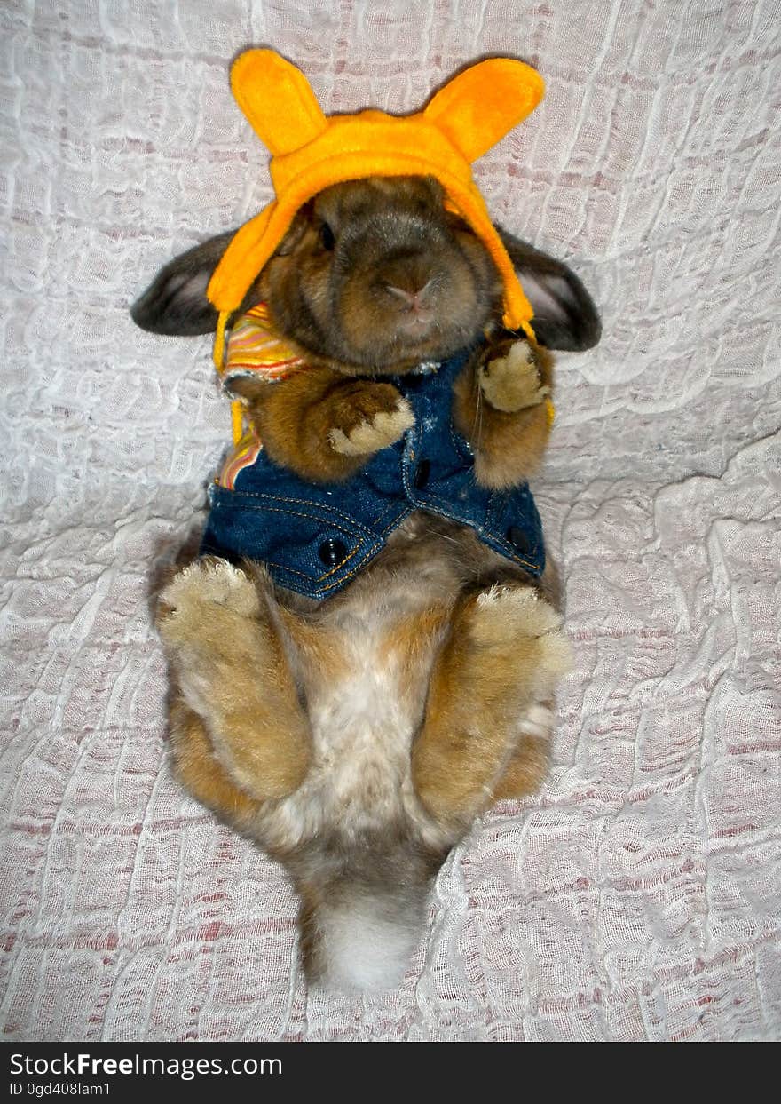 &#x22;If you don&#x27;t get me out of this ridiculous outfit immediately&#x22;. Don&#x27;t panic everyone, Chewy is well cared for and spoiled, but as I was emptying some boxes of old pet stuff to put in the washing machine, I spotted this shirt and just COULDN&#x27;T resist doing a little photoshoot. &#x22;If you don&#x27;t get me out of this ridiculous outfit immediately&#x22;. Don&#x27;t panic everyone, Chewy is well cared for and spoiled, but as I was emptying some boxes of old pet stuff to put in the washing machine, I spotted this shirt and just COULDN&#x27;T resist doing a little photoshoot.