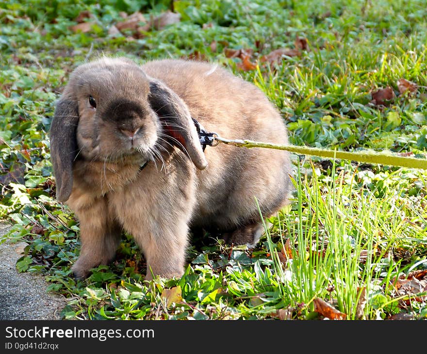 He was happy to run around outside when he came to visit me. But since the garden isn&#x27;t well fenced he had to stay on the harness. He was happy to run around outside when he came to visit me. But since the garden isn&#x27;t well fenced he had to stay on the harness.