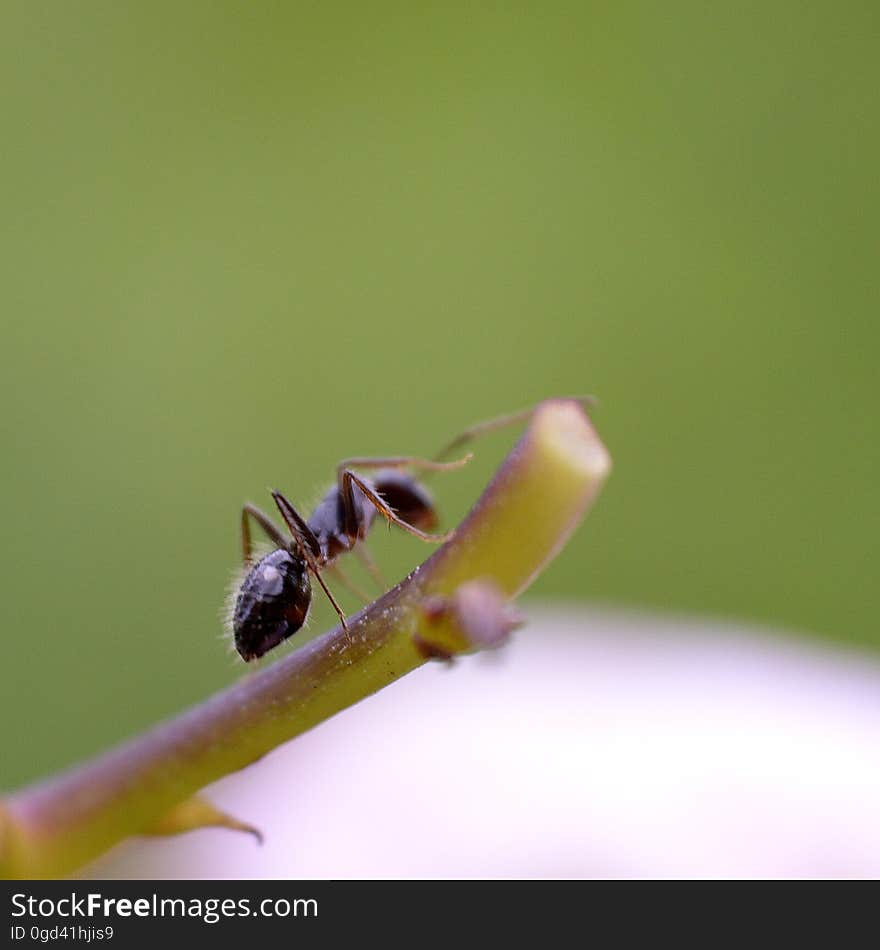 Pollinator, Insect, Arthropod, Plant, Twig, Pest