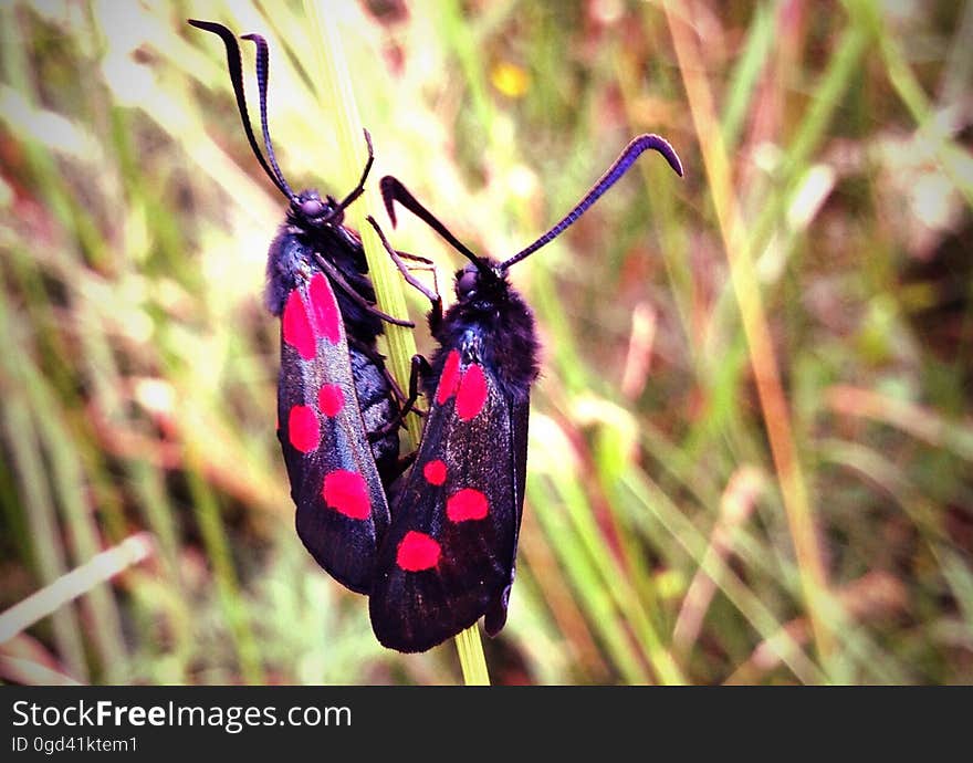 5-spot burnets in Nonsuch park. 5-spot burnets in Nonsuch park.