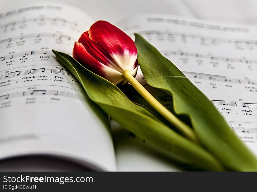 Red and White Flower on Music Note