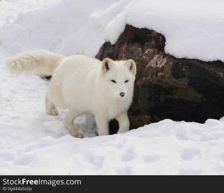 A white arctic fox in the winter coat in the snow. A white arctic fox in the winter coat in the snow.