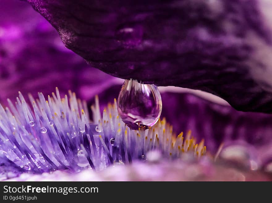 Close-up of Purple Flowers