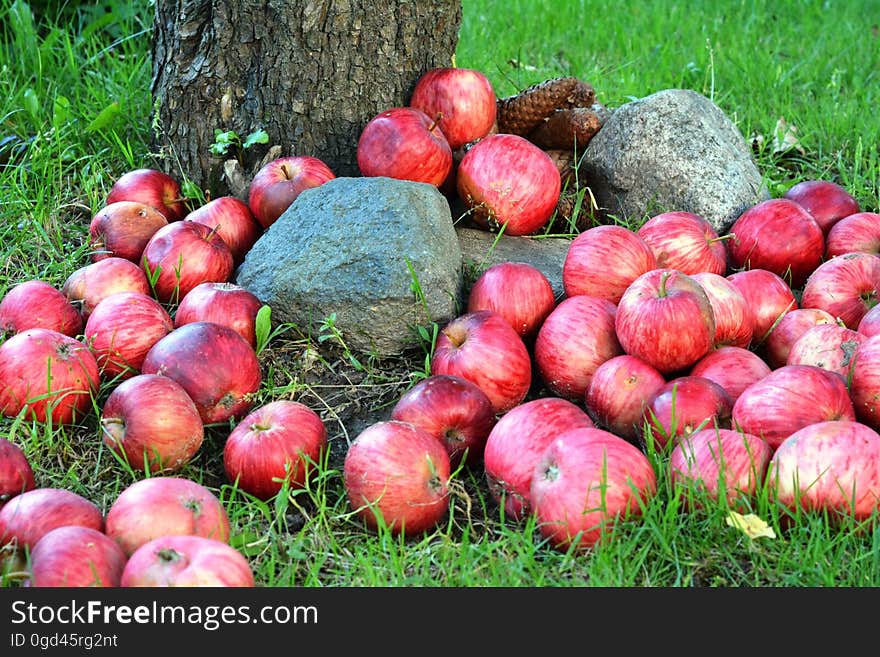 Bunch of apples fallen from the tree in the autumn. Bunch of apples fallen from the tree in the autumn.