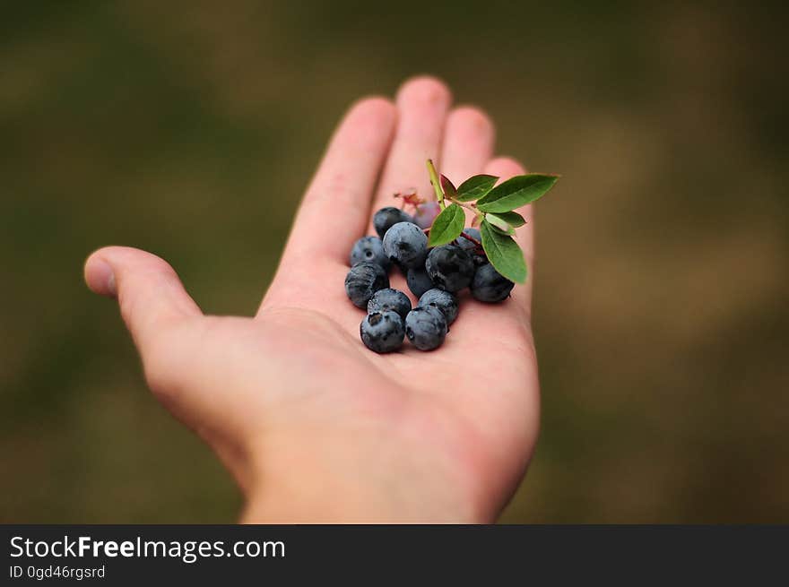 A person holding out a hand with blueberries. A person holding out a hand with blueberries.