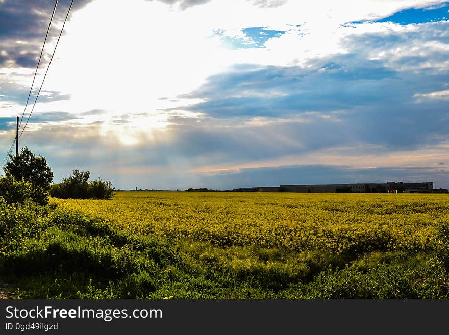 A field with yellow flowers and blue sky with bright sun. A field with yellow flowers and blue sky with bright sun.