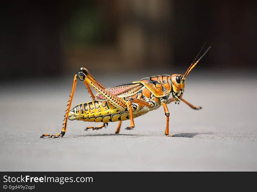 Macro Photography of Orange Grass Hopper