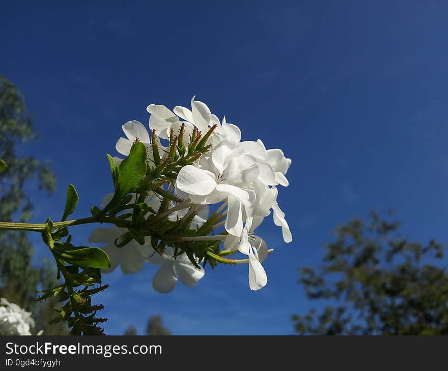 White, Flower, Sky, Flora