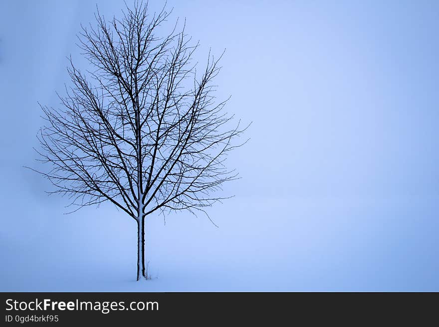 Sky, Tree, Branch, Woody Plant