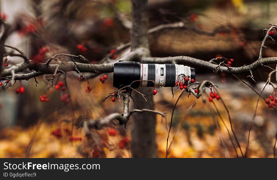 Black and White Camera Lens in Gray Tree Branch