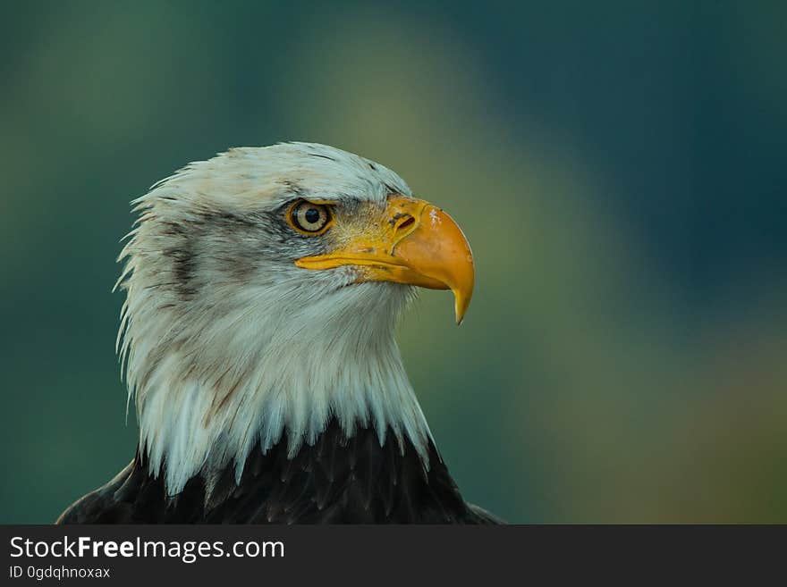 Portrait of a bald eagle.