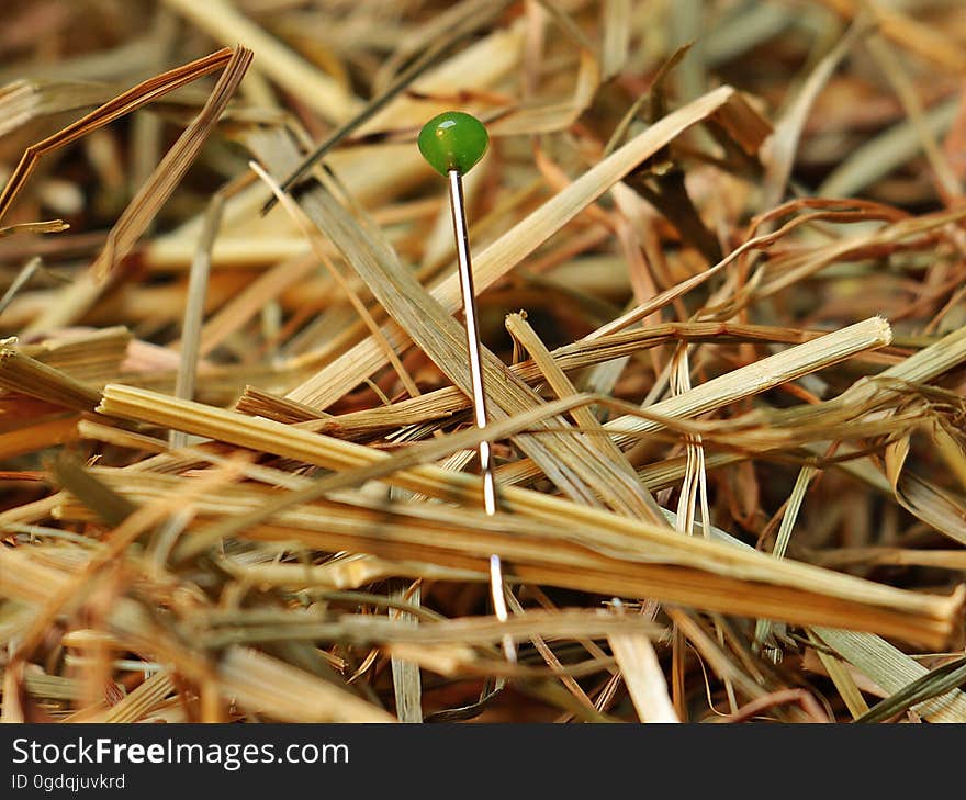 Green Pin on Brown Hay