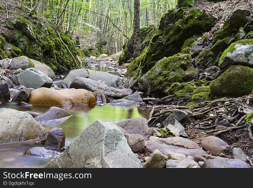 A flowing creek in a forest.