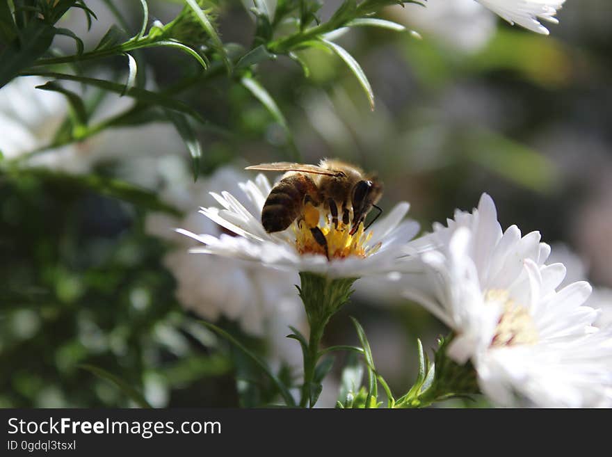 Close-up of Butterfly Pollinating on Flower